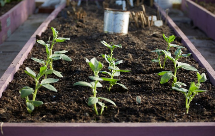 Growing Sweet Corn Problems UK