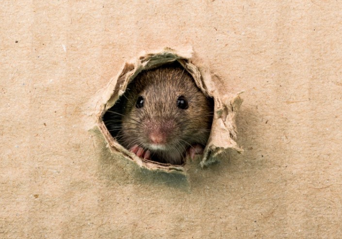 How Can You Prevent Future Rat Urine Exposure