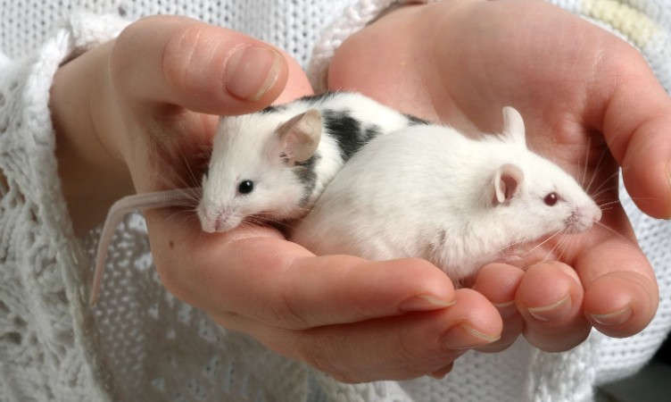 tips to keep mice away from house