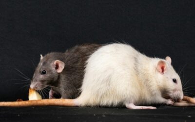 How to Get Rid of Mice in House (UK Guide) – Signs, Hiding Spots & Proven Solutions