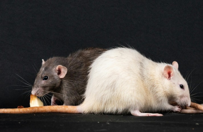How to Get Rid of Mice in House (UK Guide) – Signs, Hiding Spots & Proven Solutions
