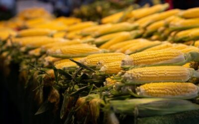 How to Grow Sweet Corn Successfully in the UK: A Complete Step-by-Step Guide