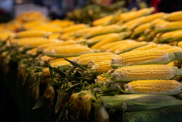 How to Grow Sweet Corn Successfully in the UK: A Complete Step-by-Step Guide