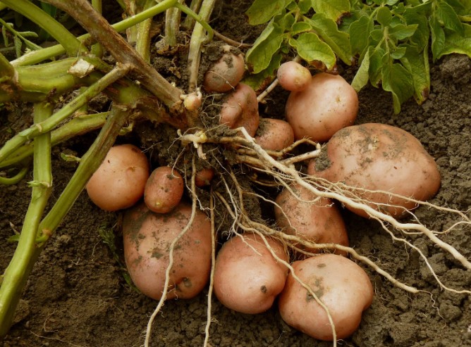 How to Plan Your Christmas Potato Crop Perfectly