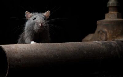 Is Dried Rat Urine Dangerous? What You Need to Know About Hidden Health Risks