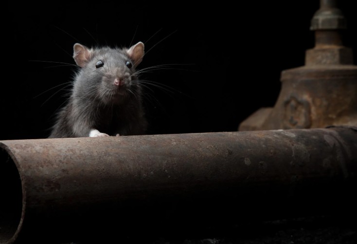 Is Dried Rat Urine Dangerous? What You Need to Know About Hidden Health Risks