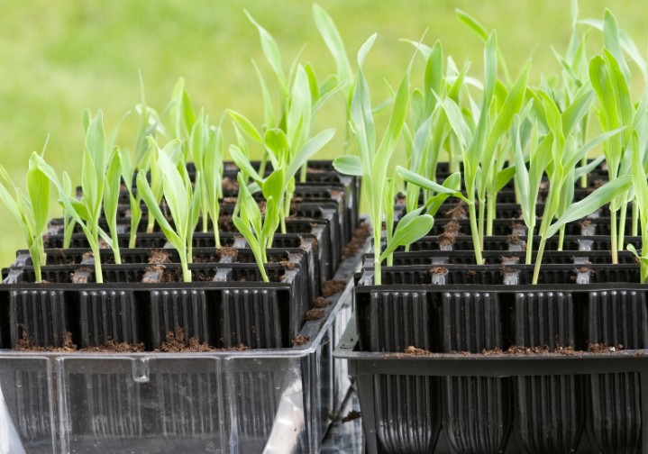 Vegetative Growth Phase