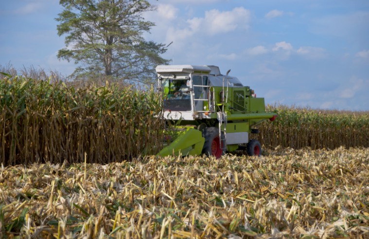 What Are the Visual Signs Corn Is Ready to Harvest