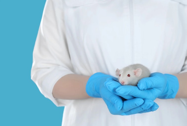 What Diseases Can Dried Rat Urine Spread