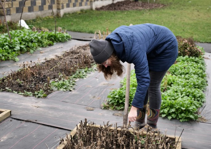 What Happens If You Plant Christmas Potatoes Too Early or Too Late