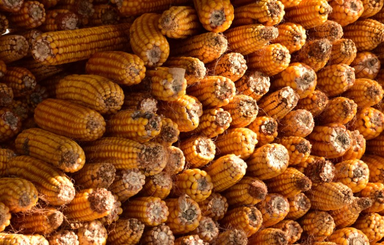 What about Storing and Eating Fresh Corn
