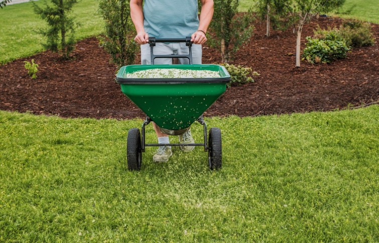 What happens if grass seed stays above the soil