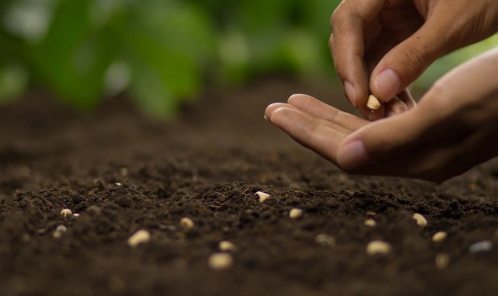 What if I just leave the seed on the surface and do nothing