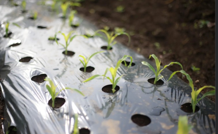 When to Plant Out Sweetcorn