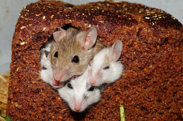 Where Mice Hide in UK Homes
