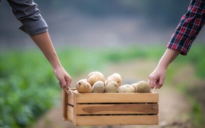 How to Store Potatoes? – Practical Guide for UK Homes