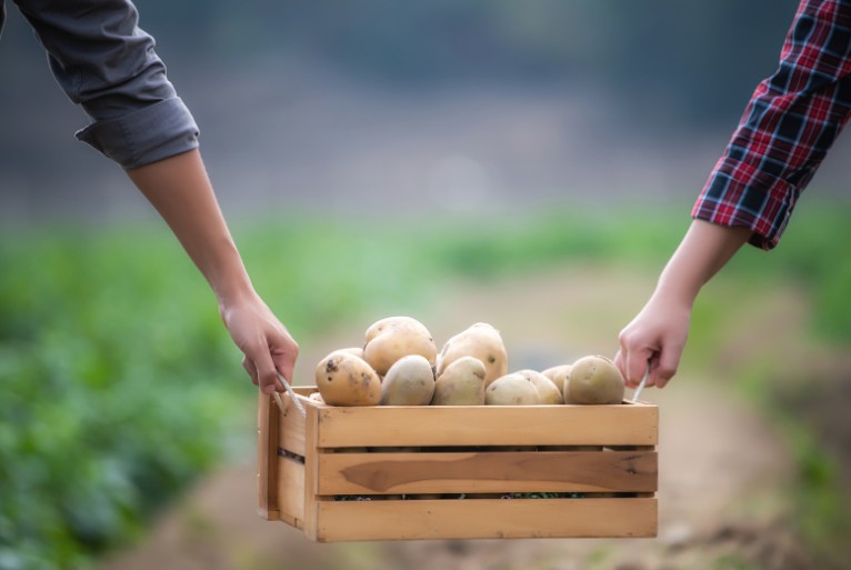 How to Store Potatoes? – Practical Guide for UK Homes