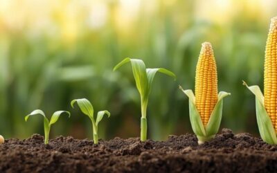 SweetCorn Growing Stages Explained: What to Expect and When?