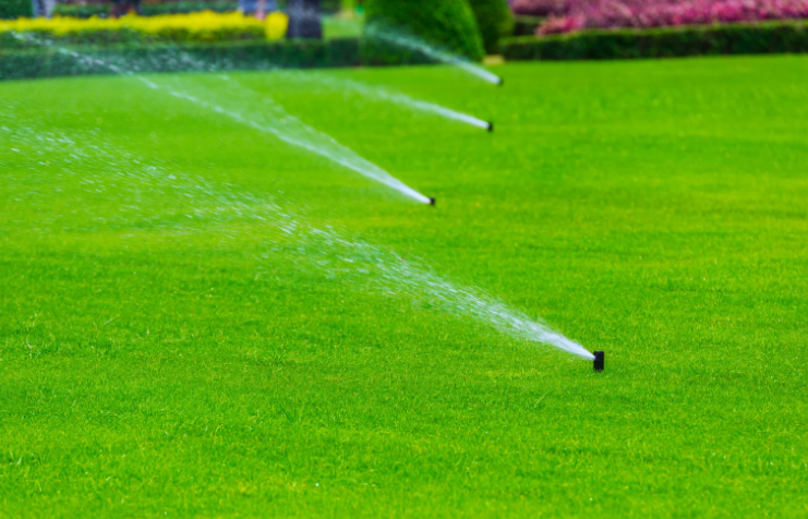 How Does Grass Seed Germinate in October