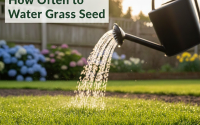 How Often to Water Grass Seed? – The Ultimate Guide to Lush, Green Lawns