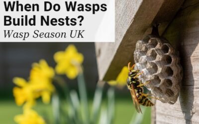 When Do Wasps Build Nests & What Time Of Year in the UK?