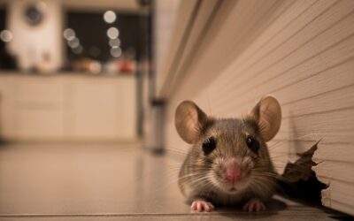 How Long Does It Take To Get Rid Of Mice? A Realistic UK Timeline