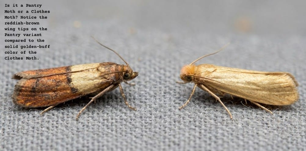 Is it a Pantry Moth or a Clothes Moth