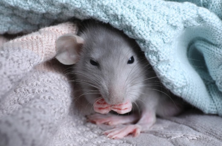 Why Does It Take So Long To Clear A Mouse Infestation