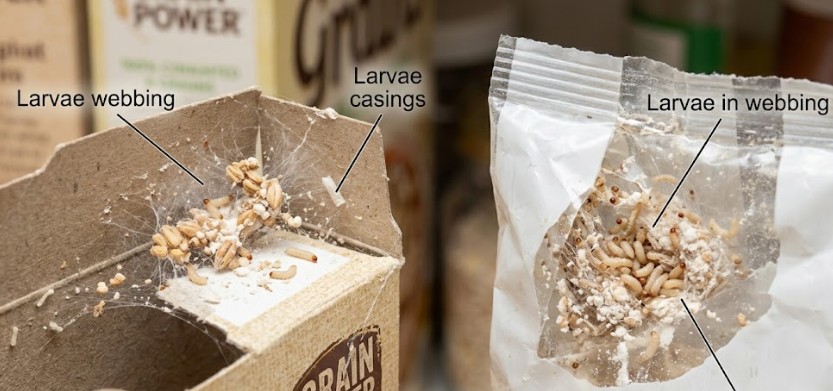 moth larvae inside a bag of flour